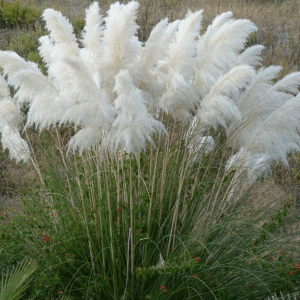 Cortaderia selloana; argentiina pamprohi