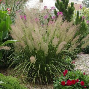 Calamagrostis brachytricha / Stipa brachytricha; lühikarvane kastik