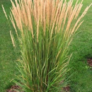 Calamagrostis × acutiflora 'Karl Foerster'; teravaõieline kastik 'Karl Foerster'