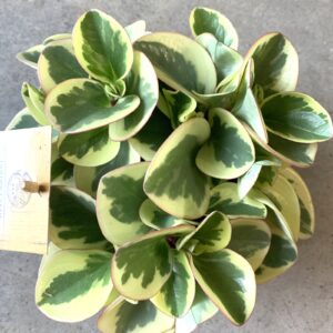 Peperomia obtusifolia "Bicolor"