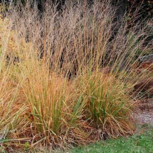 Molinia arundinacea 'Skyracer'; roog-sinihelmikas 'Skyracer'