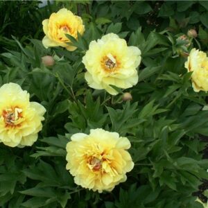 Paeonia Itoh 'Yellow Crown'; Itoh pojeng 'Yellow Crown'