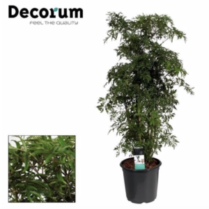 Polyscias fructicosa "Ming"