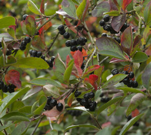 Aronia prunifolia 'Viking'
