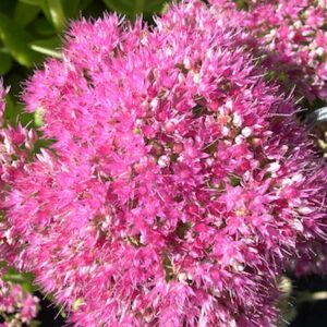 Sedum spectabile 'Brilliant'