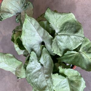 Syngonium podophyllum 'Roxanna'