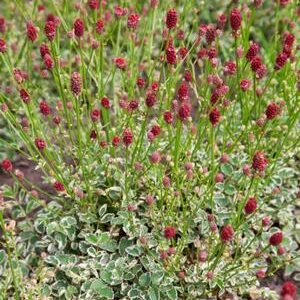 Sanguisorba minor 'Little Angel'