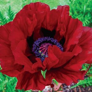 Papaver orientale 'Royal Chocolate Distinction'; idamagun 'Royal Chocolate Distinction'