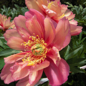Paeonia itoh 'Julia Rose'; Itoh pojeng 'Julia Rose'