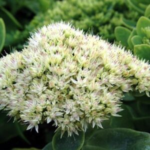 Sedum spectabile 'Stardust'