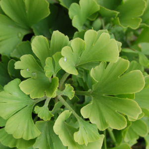 Ginkgo biloba 'Mariken'