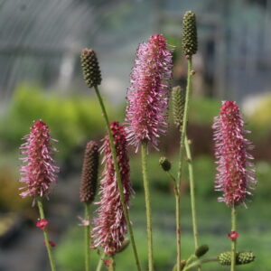 Sanguisorba hybrida 'Blackthorn'
