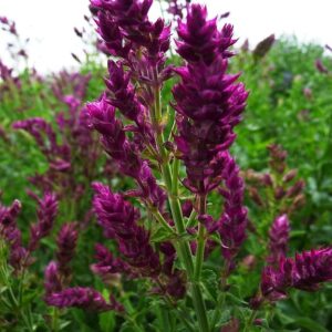 Salvia nemorosa 'Schwellenburg'