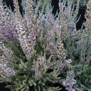Calluna vulgaris 'Silver Knight'