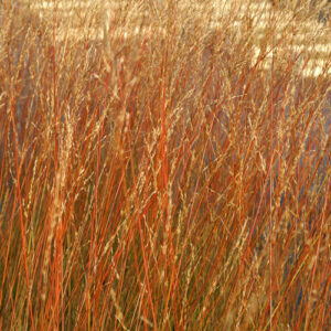 Molinia arundinacea 'Les Ponts de Cé'; roog-sinihelmikas 'Les Ponts de Cé'