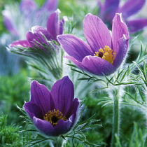 Pulsatilla vulgaris; harilik karukell