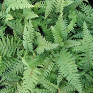 Polystichum setiferum 'Proliferum'; karvik-astelsõnajalg 'Proliferum'