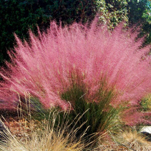 Muhlenbergia capillaris; roosa muulahein