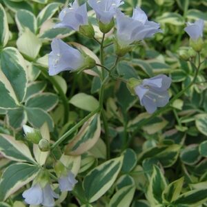 Polemonium reptans 'Stairway to Heaven'; roomav sinilatv 'Stairway to Heaven'