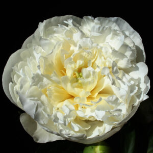 Paeonia lactiflora 'Duchesse de Nemours'; valgeõieline pojeng 'Duchesse de Nemours'
