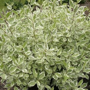 Cornus alba 'Ivory Halo'