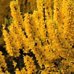 Forsythia 'Mélée d'Or'