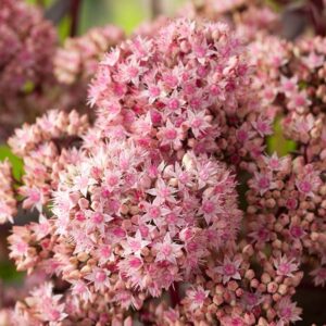 Sedum 'Matrona'