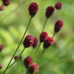 Sanguisorba officinalis 'Tanna'