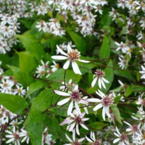 Aster divaricatus / Eurybia divaricata
