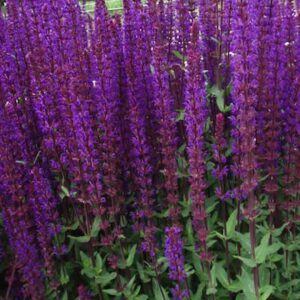 Salvia nemorosa 'Caradonna'