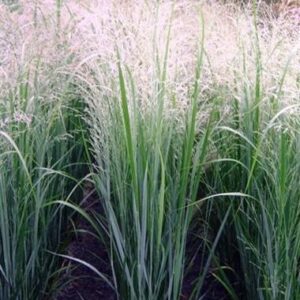 Panicum virgatum 'Northwind'; vitshirss 'Northwind'