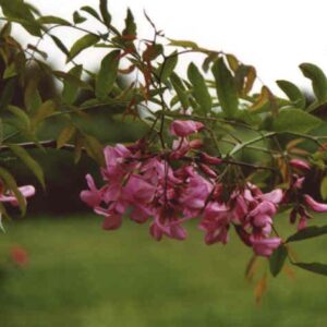 Robinia pseudoacacia 'Red Cascade'