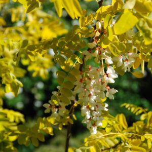 Robinia pseudoacacia 'Frisia'
