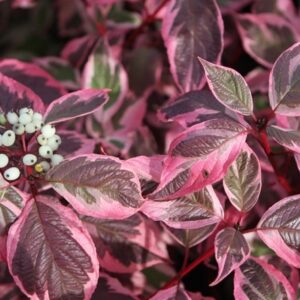 Cornus alba 'Sibirica Variegata'