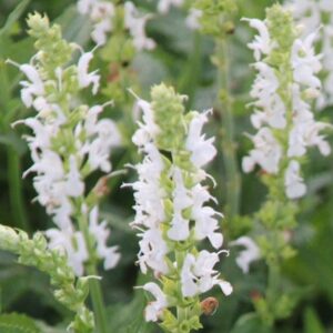 Salvia nemorosa 'Schneehügel'