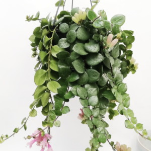 Aeschynanthus "Pink Polka"