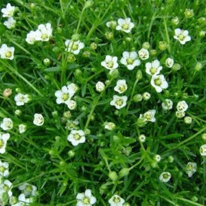 Sagina subulata 'Green Moss'