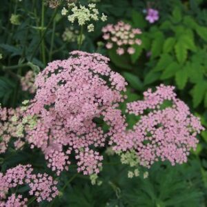 Pimpinella major 'Rosea'; suur näär 'Rosea'