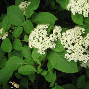 Viburnum lantana
