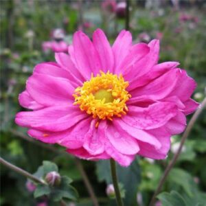 Anemone hupehensis var. japonica 'Pamina'