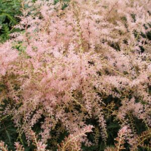 Astilbe simplicifolia 'Sprite'; lihtlehine astilbe 'Sprite'