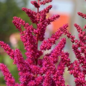 Astilbe chinensis 'Vision in Red'; Hiina astilbe 'Visions in Red'
