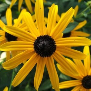 Rudbeckia fulgida 'Goldsturm'