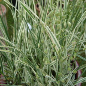 Briza media 'Russells'; keskmine värihein 'Russells'