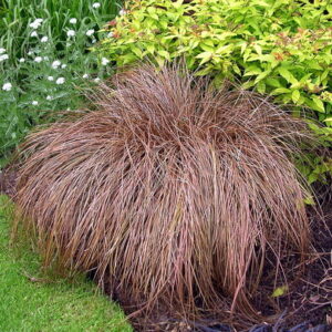 Carex comans 'Bronze Form'; paruktarn 'Bronze Form'