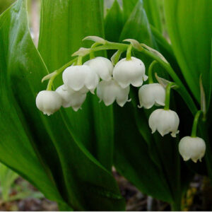 Convallaria majalis; harilik maikelluke