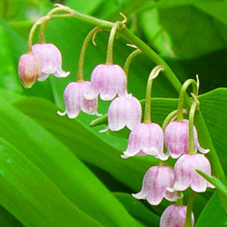 Convallaria majalis 'Rosea'