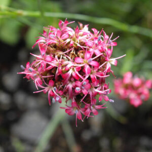 Dianthus pinifolius; männilehine nelk