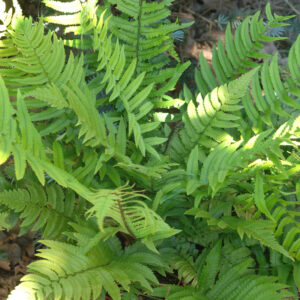Dryopteris cycadina; sasi-sõnajalg