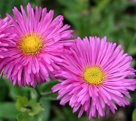 Erigeron hybridus 'Rotes Meer'; aed-õnnehein 'Rotes Meer'
